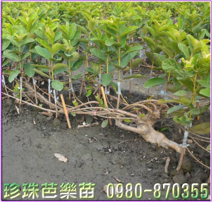 珍珠芭樂