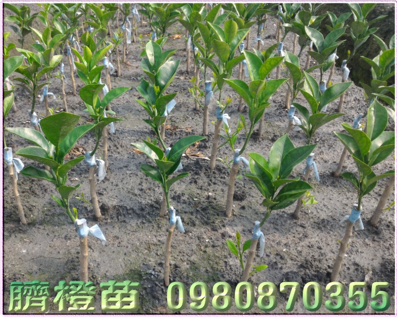 臍橙苗,財丁苗,肚臍柑苗,肚臍丁苗,森聯茂種苗園,0980-870355,臍橙樹苗,財丁樹苗,肚臍柑樹苗,肚臍丁樹苗,財丁苗買賣,財丁苗批發