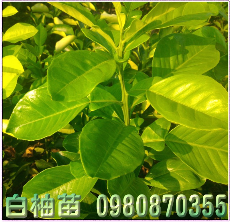 白柚苗,森聯茂種苗園,0980-870355,白柚樹苗,白柚幼苗,白柚果苗,白柚種苗,白柚苗買賣,白柚苗批發