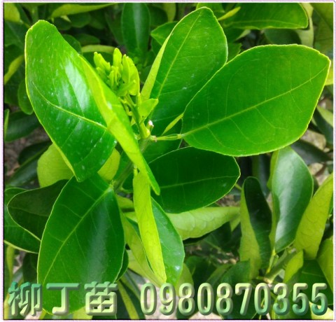 柳丁苗,柳丁樹苗,森聯茂種苗園行動版網頁,0980-870355,柳丁幼苗,柳丁果苗,柳丁種苗,柳丁苗買賣,柳丁苗批發