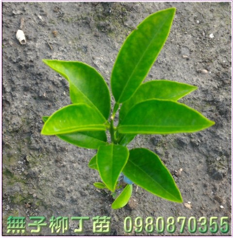 無子柳丁苗,無籽柳丁苗,森聯茂種苗園行動版網頁,0980-870355,無子柳丁樹苗,無籽柳丁樹苗,無子柳丁果苗,無籽柳丁果苗,無子柳丁種苗,無籽柳丁種苗,無子柳丁苗買賣,無子柳丁苗批發