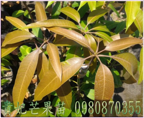 貴妃芒果苗,貴妃芒果樹苗