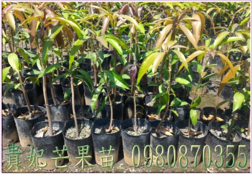 貴妃芒果果苗,芒果樹苗,芒果種苗,芒果果苗,芒果苗買賣,芒果苗批發