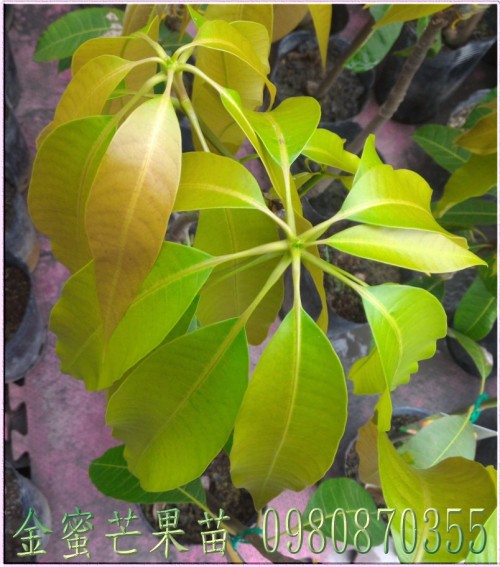 金蜜芒果苗,金蜜芒果樹苗