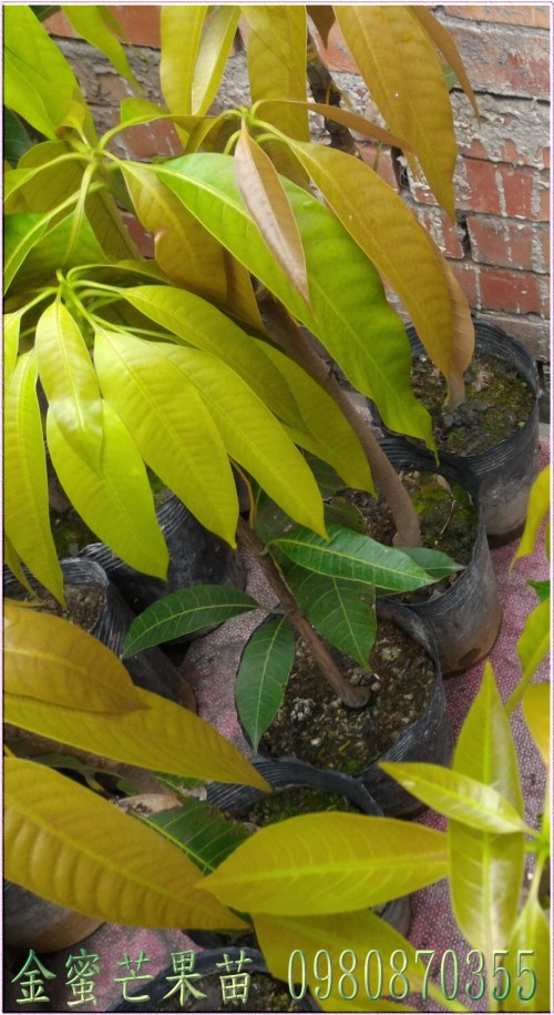 金蜜芒果果苗,芒果樹苗,芒果種苗,芒果果苗,芒果苗買賣,芒果苗批發