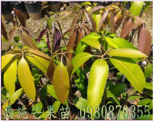西施芒果苗,西施芒果樹苗
