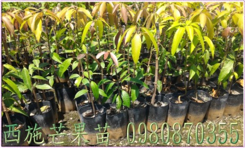 西施芒果果苗,芒果樹苗,芒果種苗,芒果果苗,芒果苗買賣,芒果苗批發