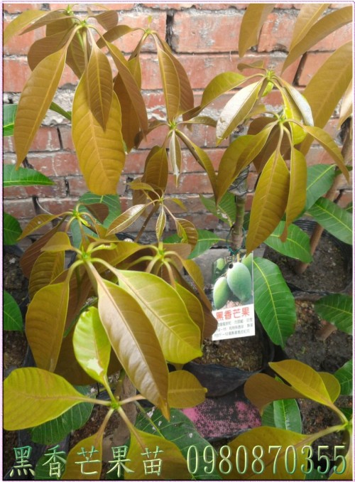 黑香芒果苗,黑香芒果樹苗