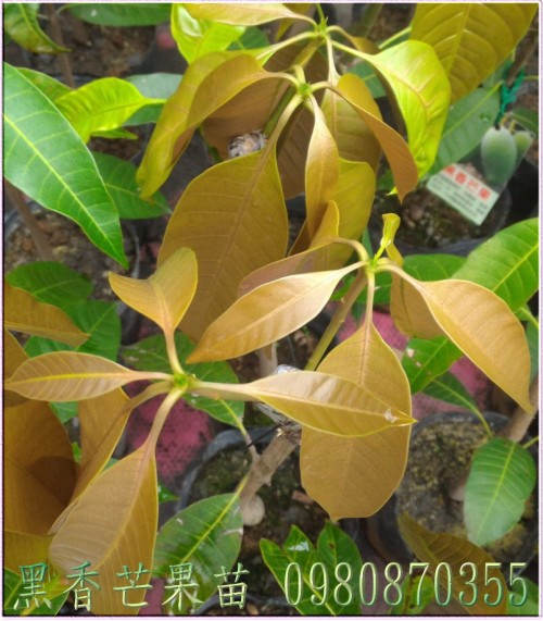 黑香芒果果苗,芒果樹苗,芒果種苗,芒果果苗,芒果苗買賣,芒果苗批發