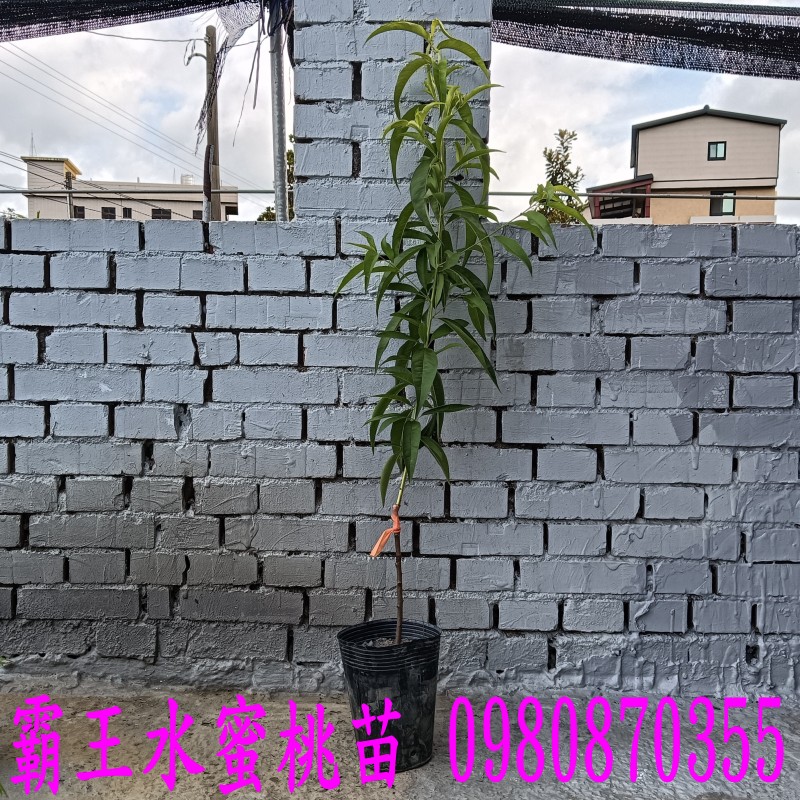 jGe