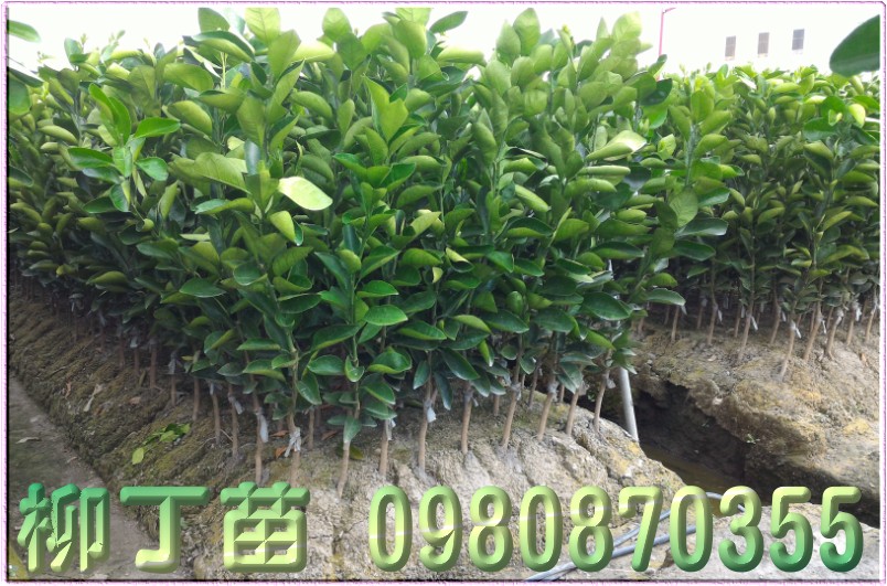 柳丁苗,柳丁樹苗,森聯茂種苗園,0980-870355,柳丁幼苗,柳丁果苗,柳丁種苗,柳丁苗買賣,柳丁苗批發