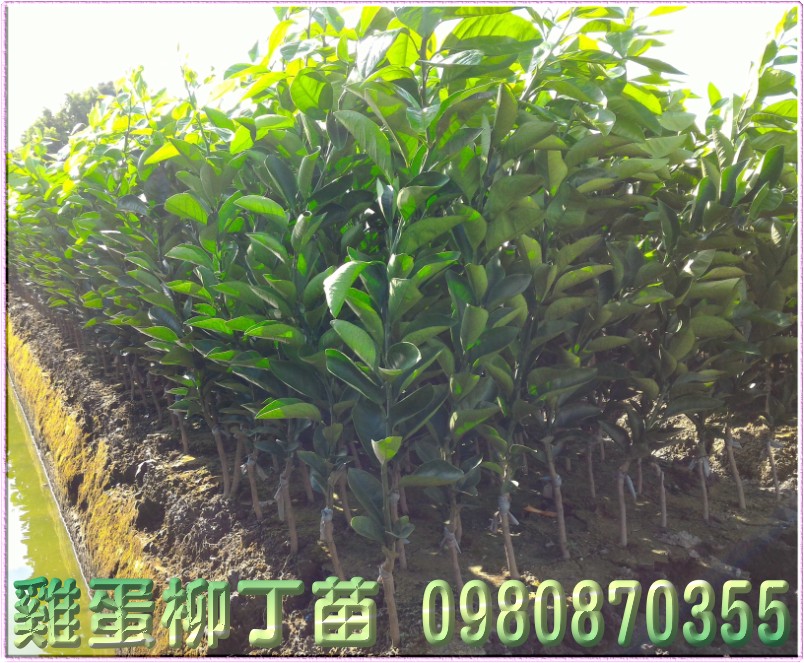 雞蛋丁苗,雞蛋柳丁苗,森聯茂種苗園,0980-870355,雞蛋丁樹苗,雞蛋柳丁樹苗,雞蛋丁苗買賣,雞蛋柳丁苗買賣,雞蛋丁苗批發,雞蛋柳丁苗批發