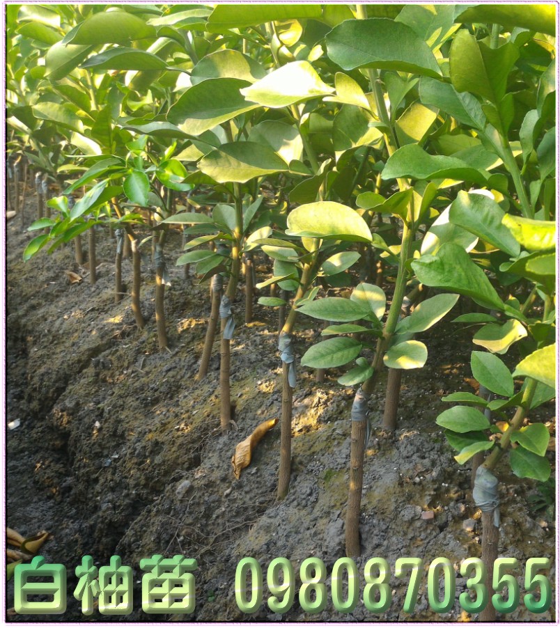 白柚苗,森聯茂種苗園,0980-870355,白柚樹苗,白柚幼苗,白柚果苗,白柚種苗,白柚苗買賣,白柚苗批發
