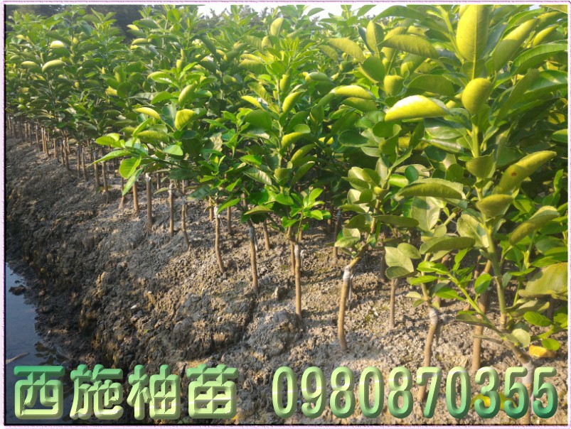西施柚苗,森聯茂種苗園,0980-870355,西施柚樹苗,西施柚幼苗,西施柚果苗,西施柚種苗,西施柚苗買賣,西施柚苗批發