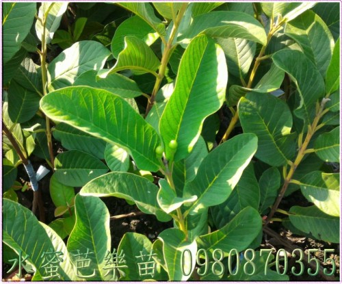 水蜜芭樂苗,水蜜芭樂樹苗,水蜜芭樂果苗,水蜜芭樂幼苗