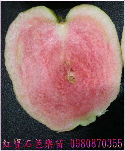 紅寶石芭樂種苗,紅寶石芭樂果苗