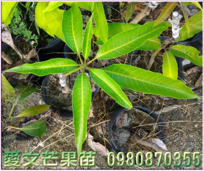 芒果苗,芒果樹苗,愛文芒果苗,愛文芒果樹苗,森聯茂種苗園,0980-870355,紅龍芒果苗,四季蜜芒果苗,金蜜芒果苗,黑香芒果苗,芒果苗買賣,芒果苗批發