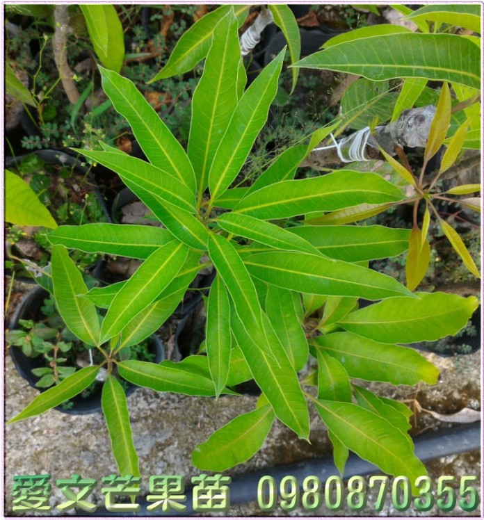 芒果苗