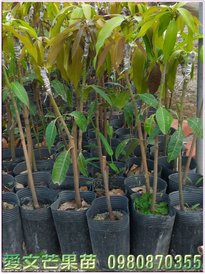 愛文芒果苗