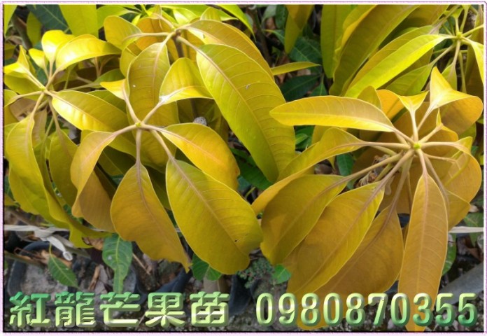紅龍芒果苗