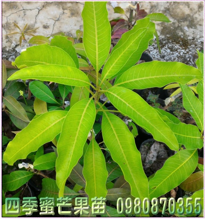 芒果苗買賣