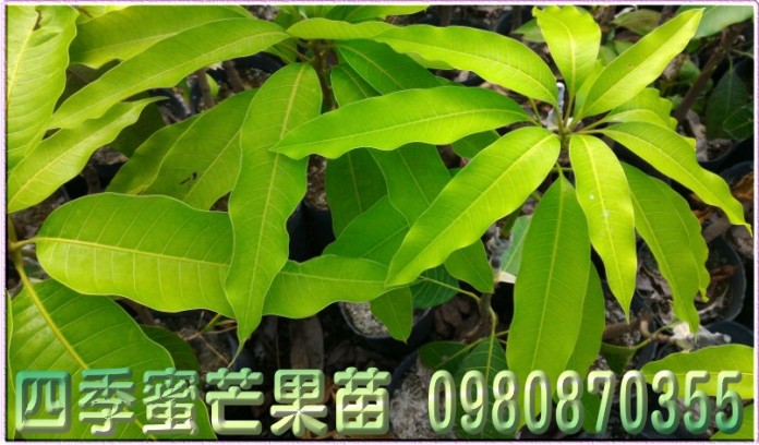 芒果苗批發