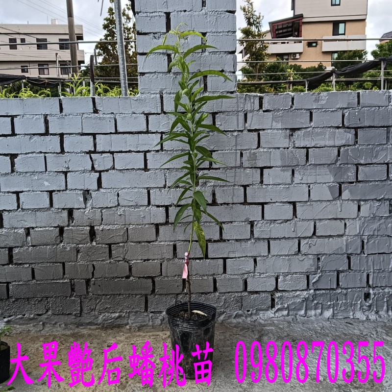 ͤjGAZϮ],0980-870355,xW,,ùt,Ч,G,G],],R,X,o