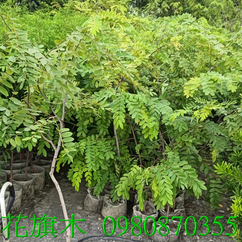 X,0980-870355,xW,,ùt,Ч,G,G],],R,X,o