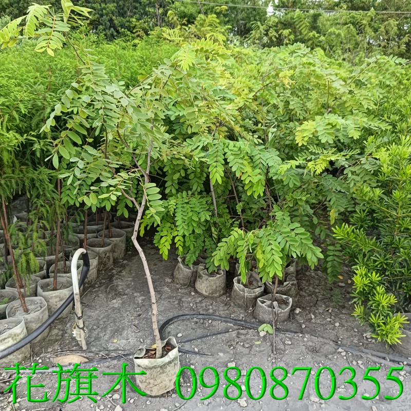 X,0980-870355,xW,,ùt,Ч,G,G],],R,X,o