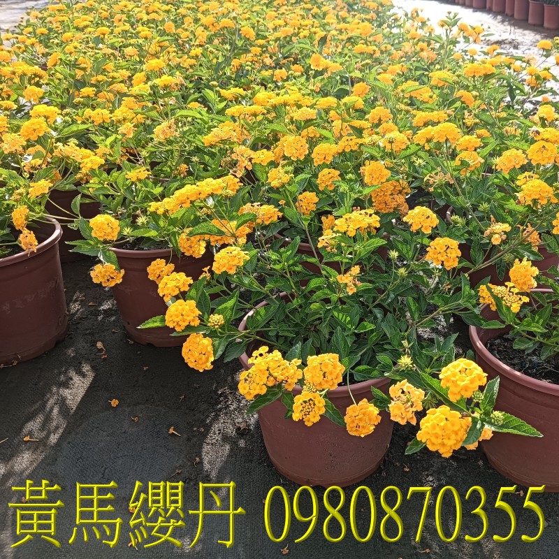 դ,0980-870355,xW,,ùt,Ч,G,G],],R,X,o