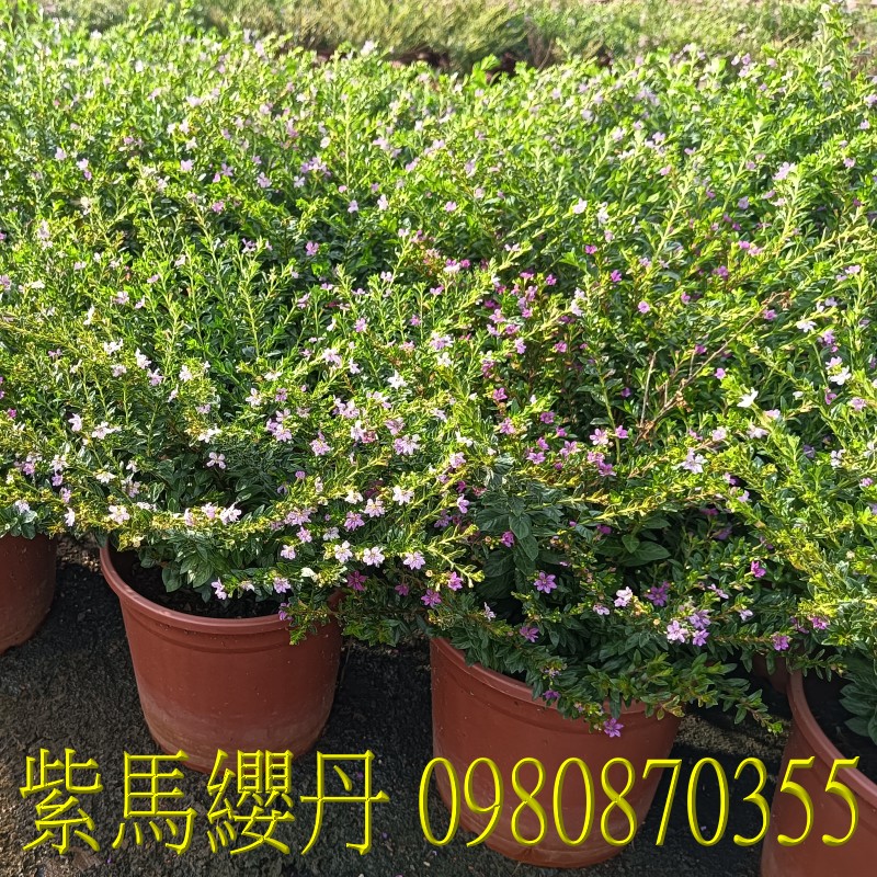 դ,0980-870355,xW,,ùt,Ч,G,G],],R,X,o