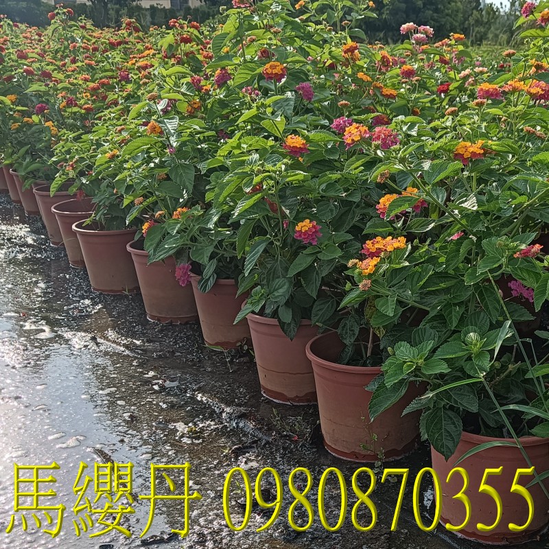 դ,0980-870355,xW,,ùt,Ч,G,G],],R,X,o