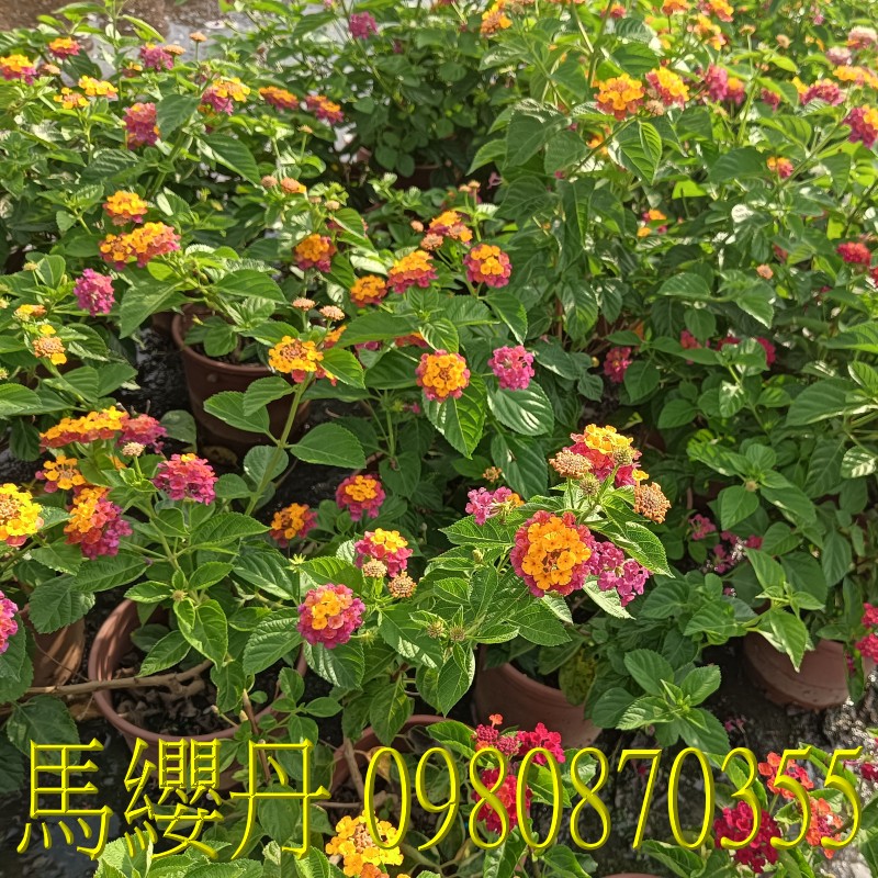 դ,0980-870355,xW,,ùt,Ч,G,G],],R,X,o