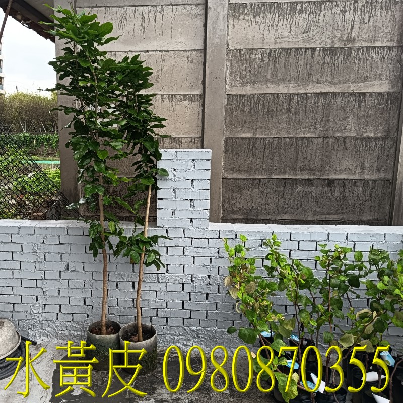 ,0980-870355,xW,,ùt,Ч,G,G],],R,X,o
