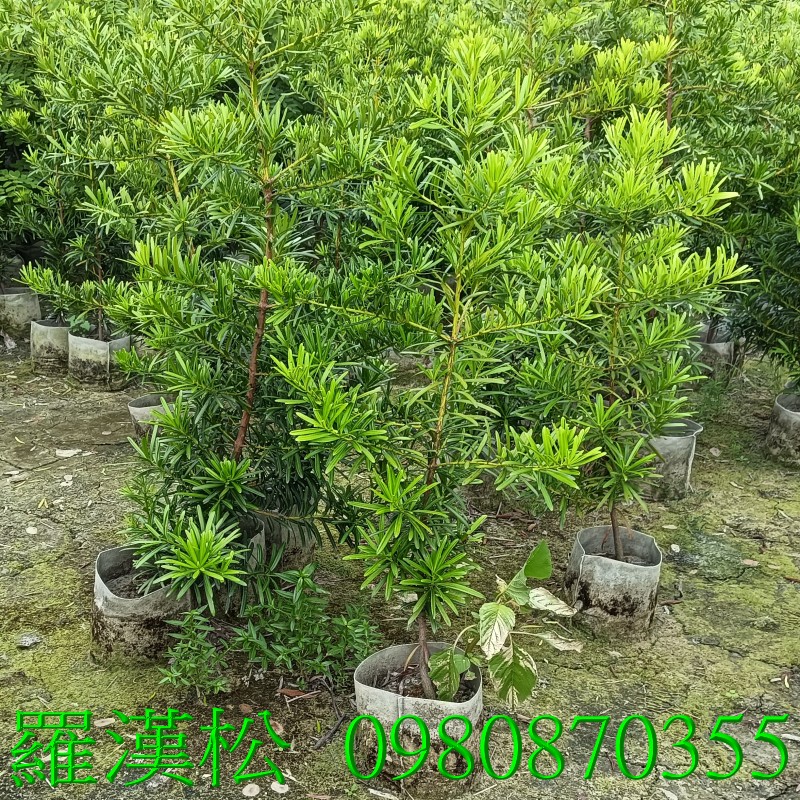 ù~Q,0980-870355,xW,,ùt,Ч,G,G],],R,X,o