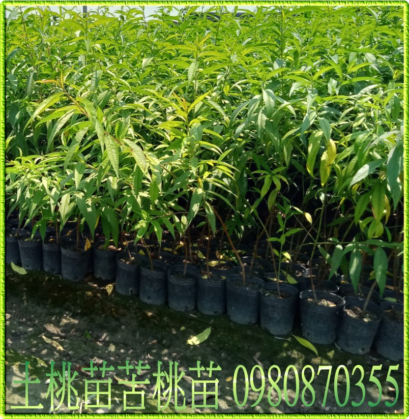 中古品情報』 果樹苗 桃苗 清水白桃 大苗 - azzoagliobesteducation.com