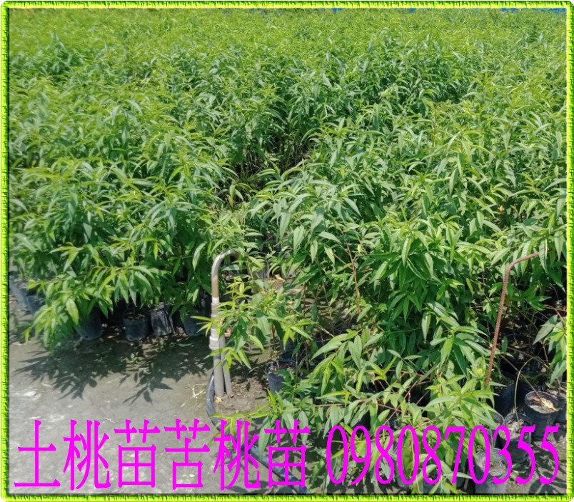 果樹苗 桃苗 清水白桃 大苗 入荷予定商品 www.breithaupt.com.br