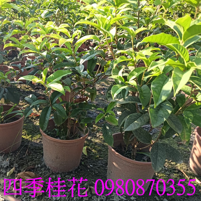 |u,0980-870355,xW,,ùt,Ч,G,G],],R,X,o
