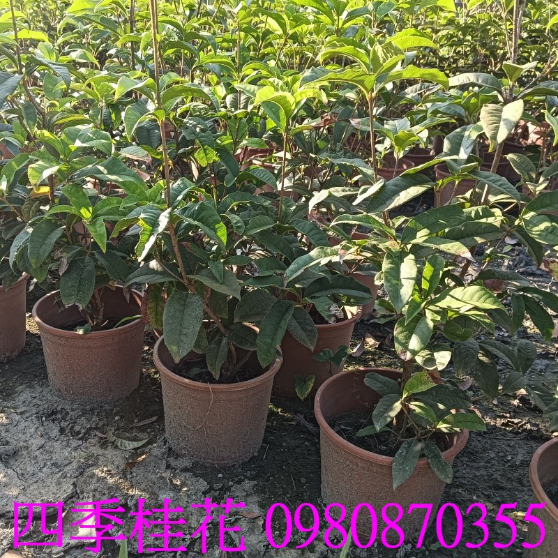 |u,0980-870355,xW,,ùt,Ч,G,G],],R,X,o