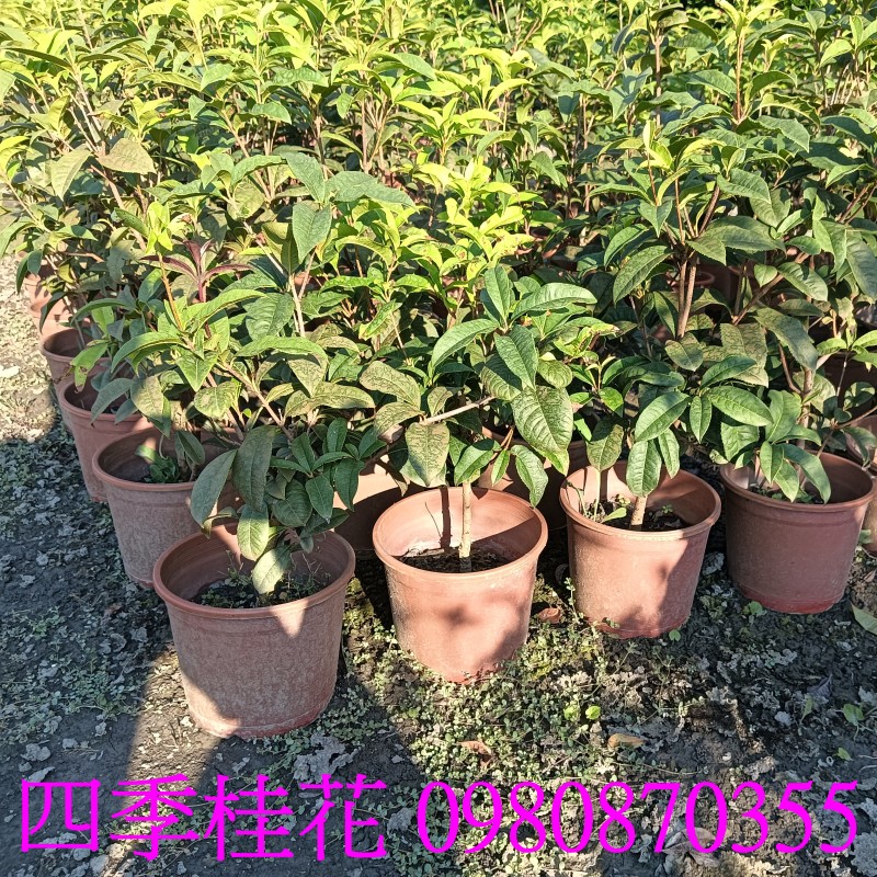 |u,0980-870355,xW,,ùt,Ч,G,G],],R,X,o