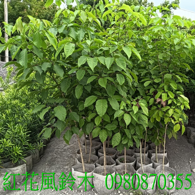᭷a,0980-870355,xW,,ùt,Ч,G,G],],R,X,o