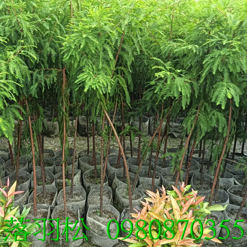 ЪQ,0980-870355,xW,,ùt,Ч,G,G],],R,X,o