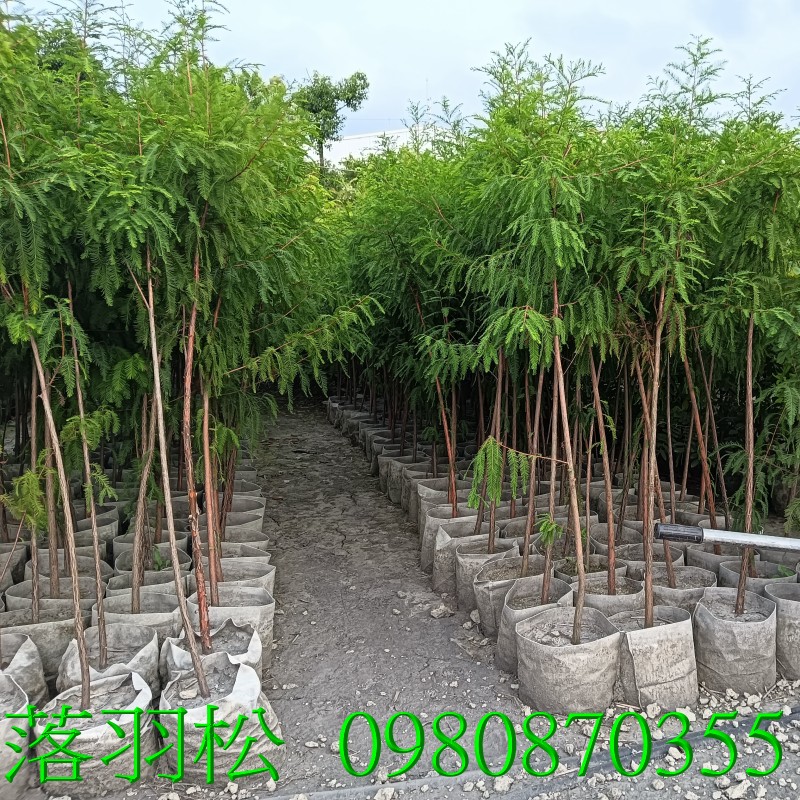 ЪQ,0980-870355,xW,,ùt,Ч,G,G],],R,X,o