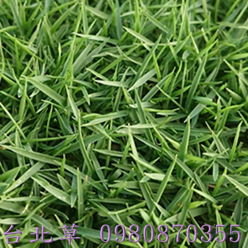 ֺش,0980-870355,xW,,ùt,Ч,G,G],],R,X,o
