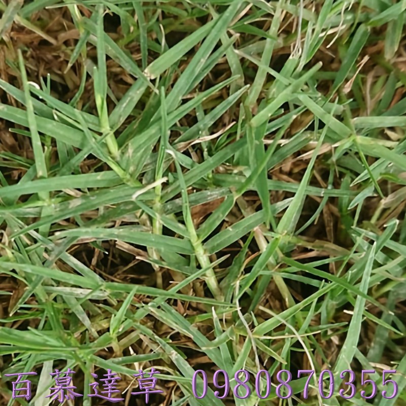 ֺش,0980-870355,xW,,ùt,Ч,G,G],],R,X,o