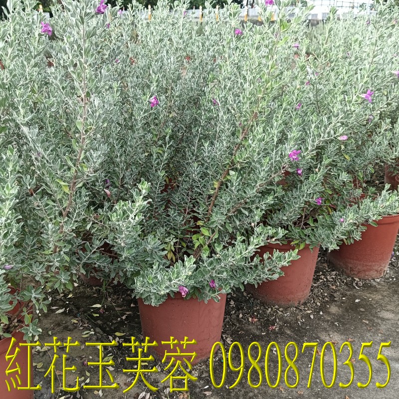 ɪܻT,0980-870355,xW,,ùt,Ч,G,G],],R,X,o