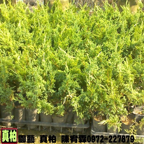 真柏園藝種苗園--陳宥霖0972-227879.真柏樹苗各種尺寸買賣,真柏,真柏盆栽拍賣,真柏盆栽,真柏苗栽,真柏,真柏樹苗,真柏苗,真柏買賣,真柏盆栽,真柏