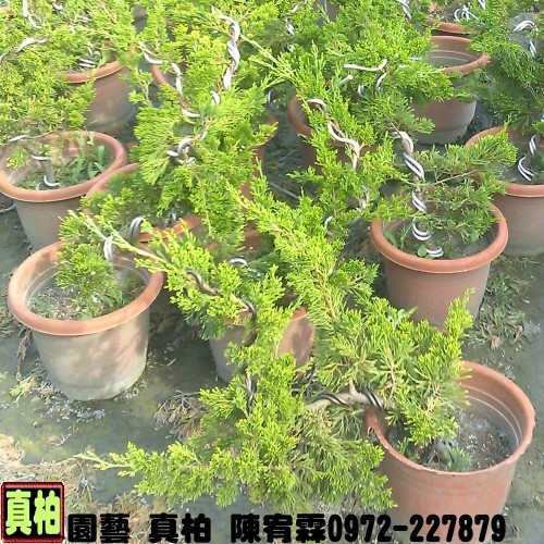 真柏園藝種苗園--陳宥霖0972-227879.真柏樹苗各種尺寸買賣,真柏,真柏盆栽拍賣,真柏盆栽,真柏苗栽,真柏,真柏樹苗,真柏苗,真柏買賣,真柏盆栽,真柏
