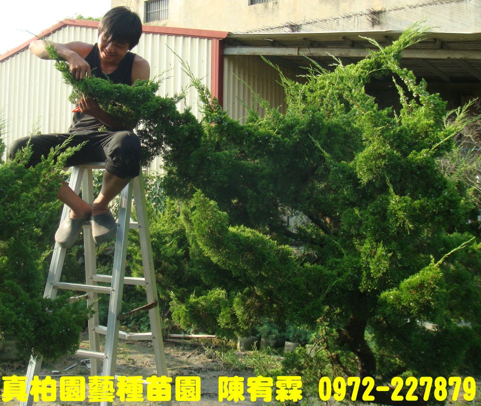 真柏園藝種苗園--陳宥霖0972-227879.真柏樹苗各種尺寸買賣,真柏,真柏盆栽拍賣,真柏盆栽,真柏苗栽,真柏,真柏樹苗,真柏苗,真柏買賣,真柏盆栽,真柏