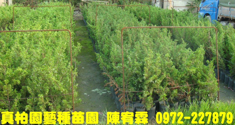 真柏園藝種苗園--陳宥霖0972-227879.真柏樹苗各種尺寸買賣,真柏,真柏盆栽拍賣,真柏盆栽,真柏苗栽,真柏,真柏樹苗,真柏苗,真柏買賣,真柏盆栽,真柏